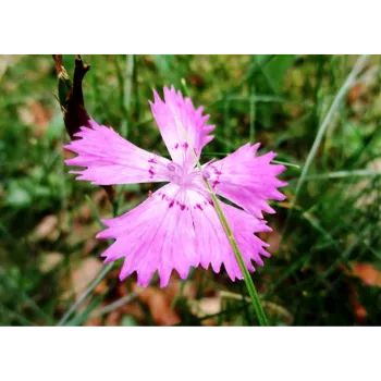 arali flower (36)-3906252-16765.webp